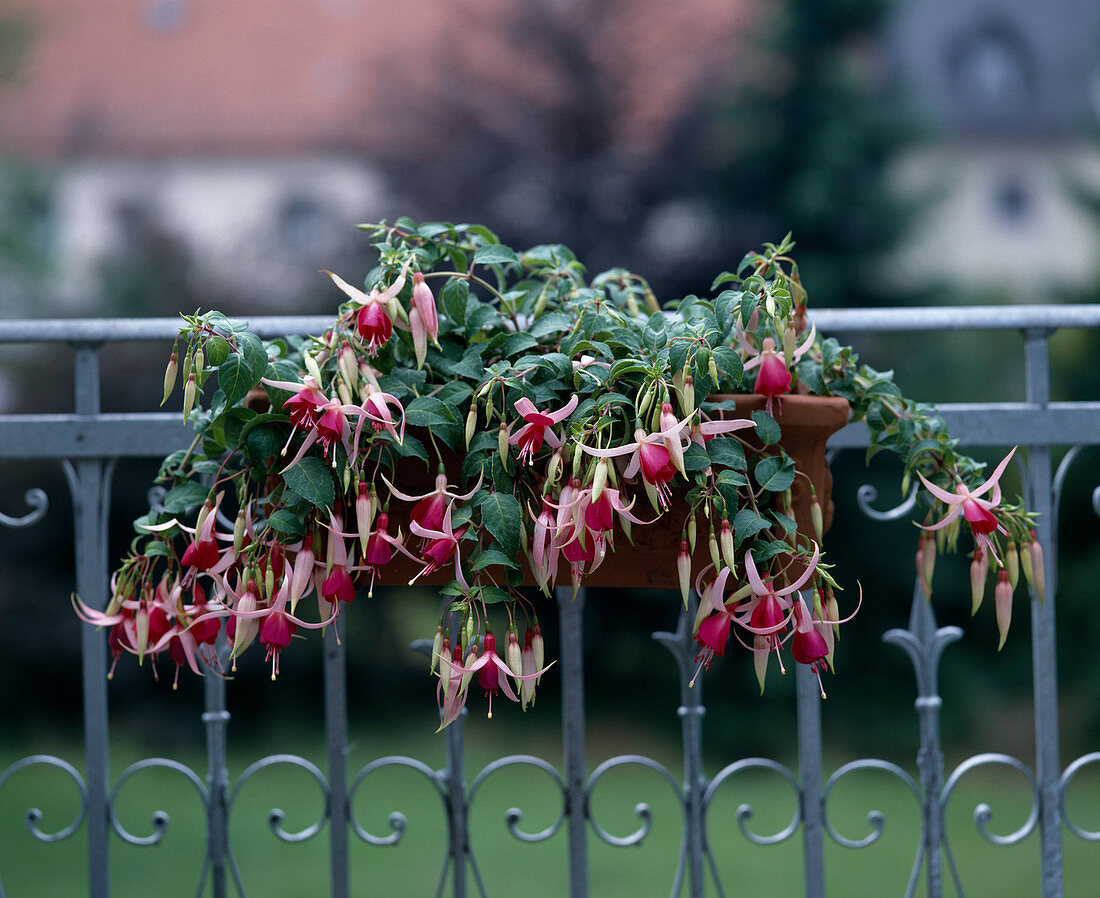 Fuchsias in the balcony box