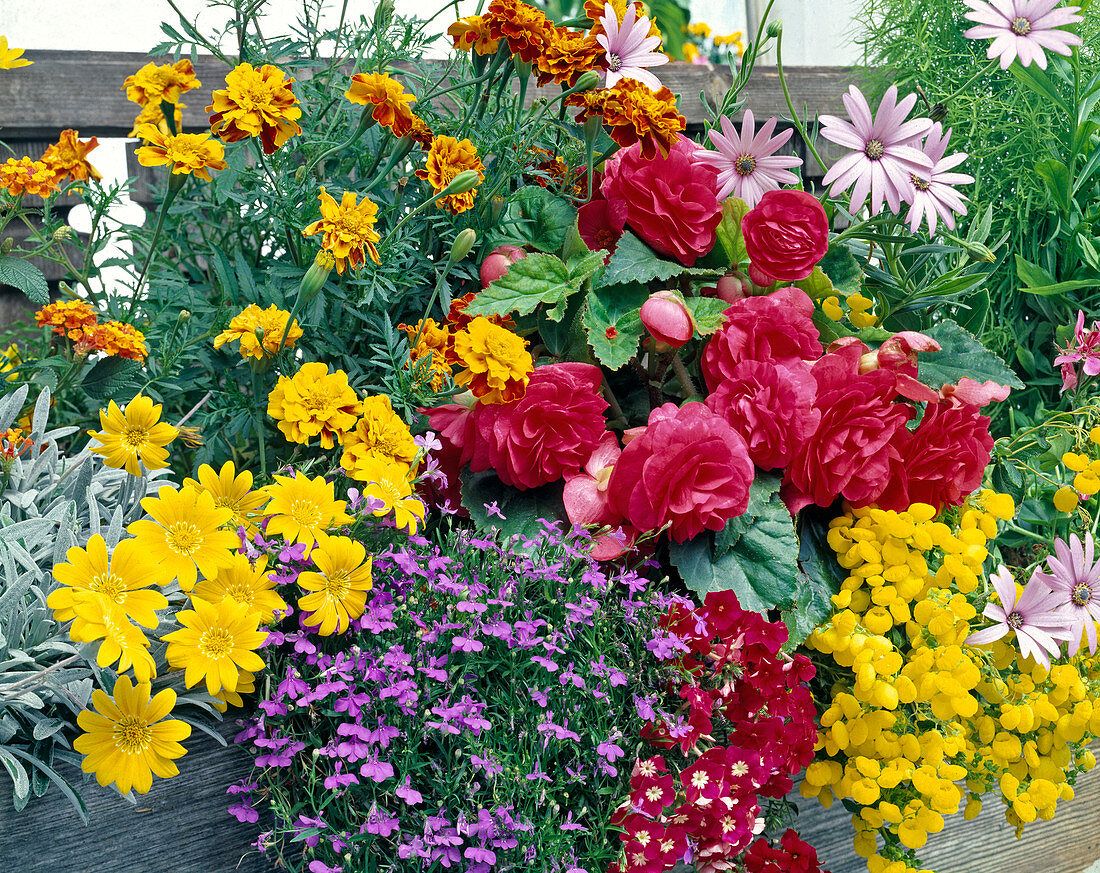 Balcony box: Begonia, Gazania, Calceolaria, Tagetes