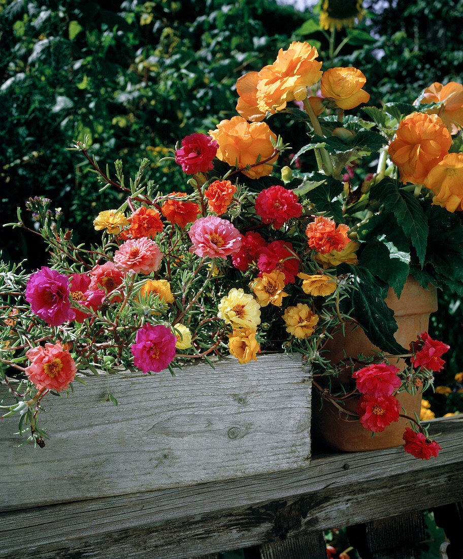 Portulaca (Portulakröschen), Begonia 'Nonstop Apricot' (Knollen-Begonie)