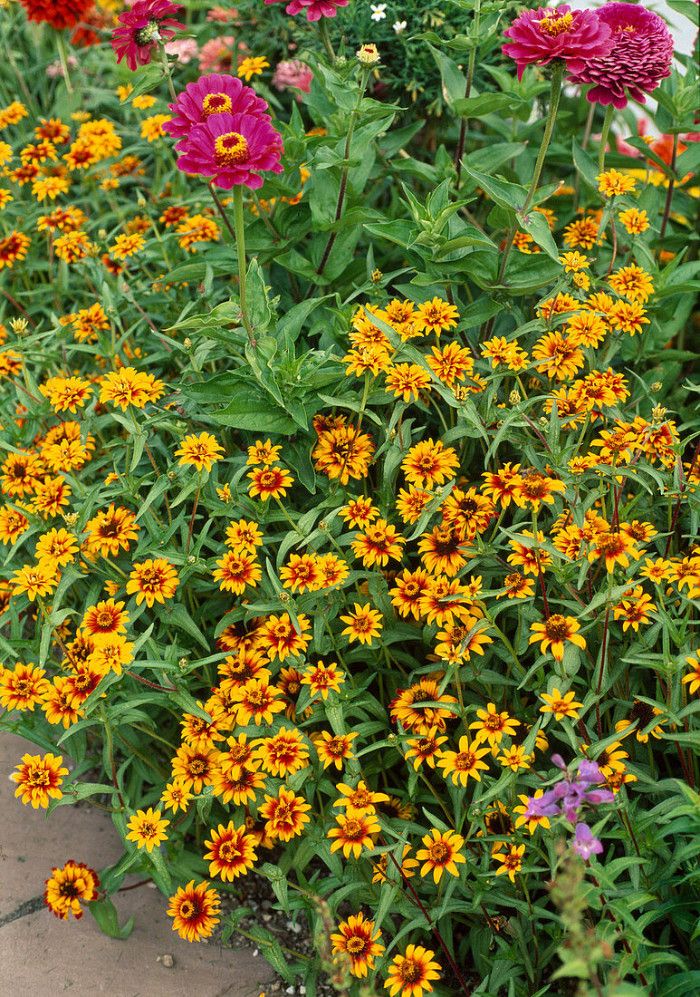 Zinnia (zinnias) in a border