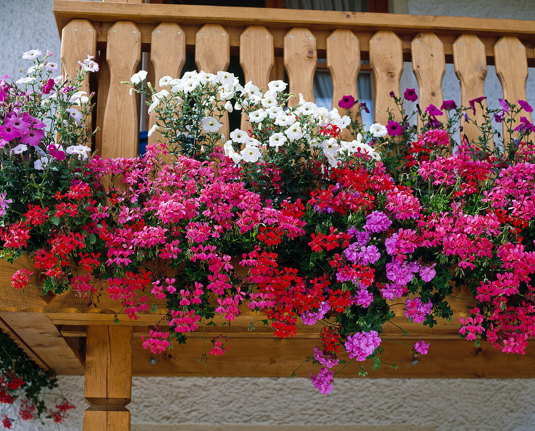 Hanging geraniums