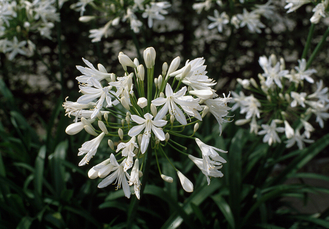 Agapanthus campanulatus 'Alba'