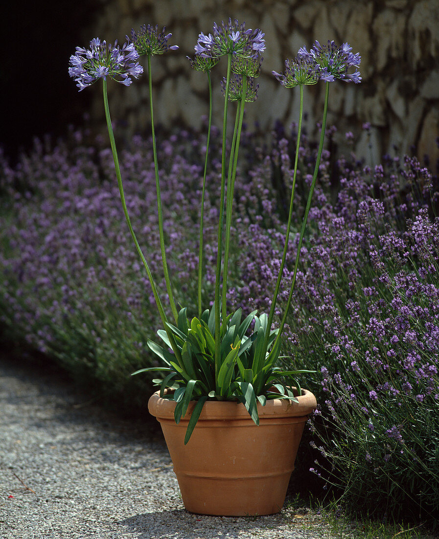 Agapanthus