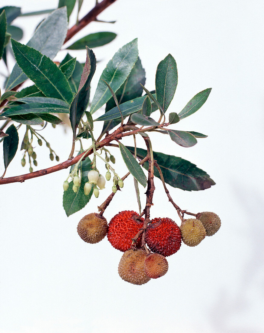 Arbutus Unedo