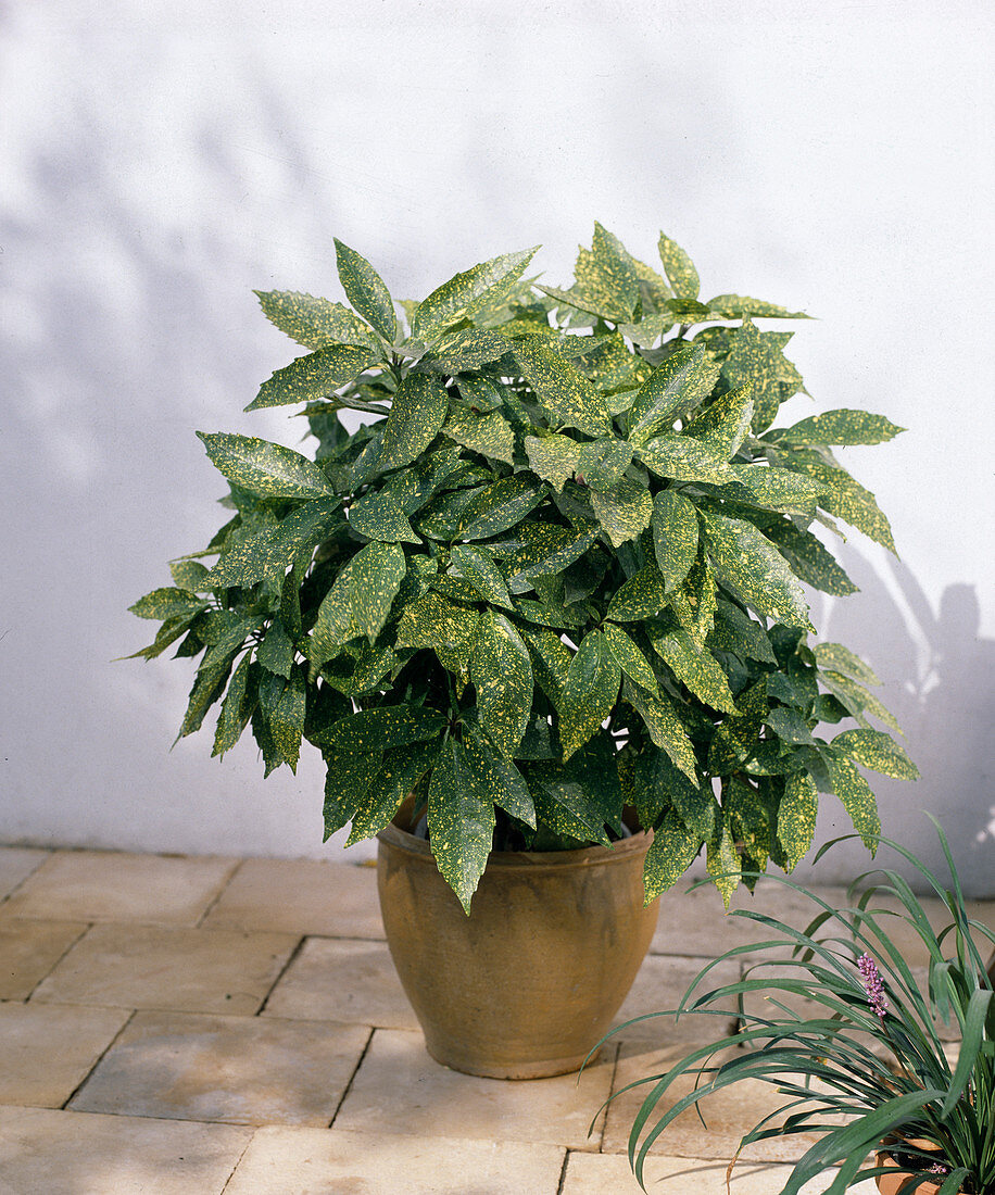 Aucuba japonica 'Variegata'