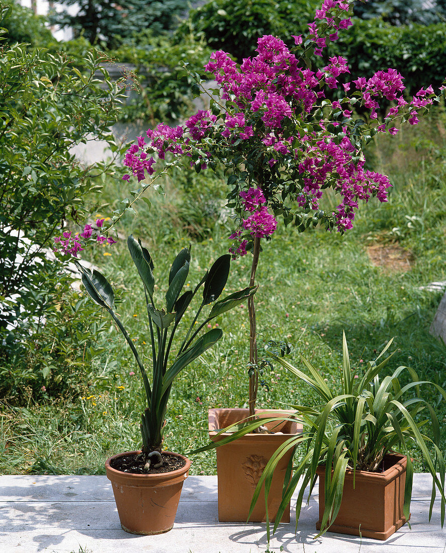 Bougainvillea glabra stems