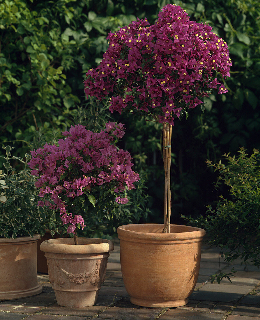 Bougainvillea glabra