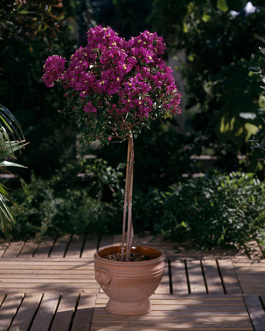 Bougainvillea glabra