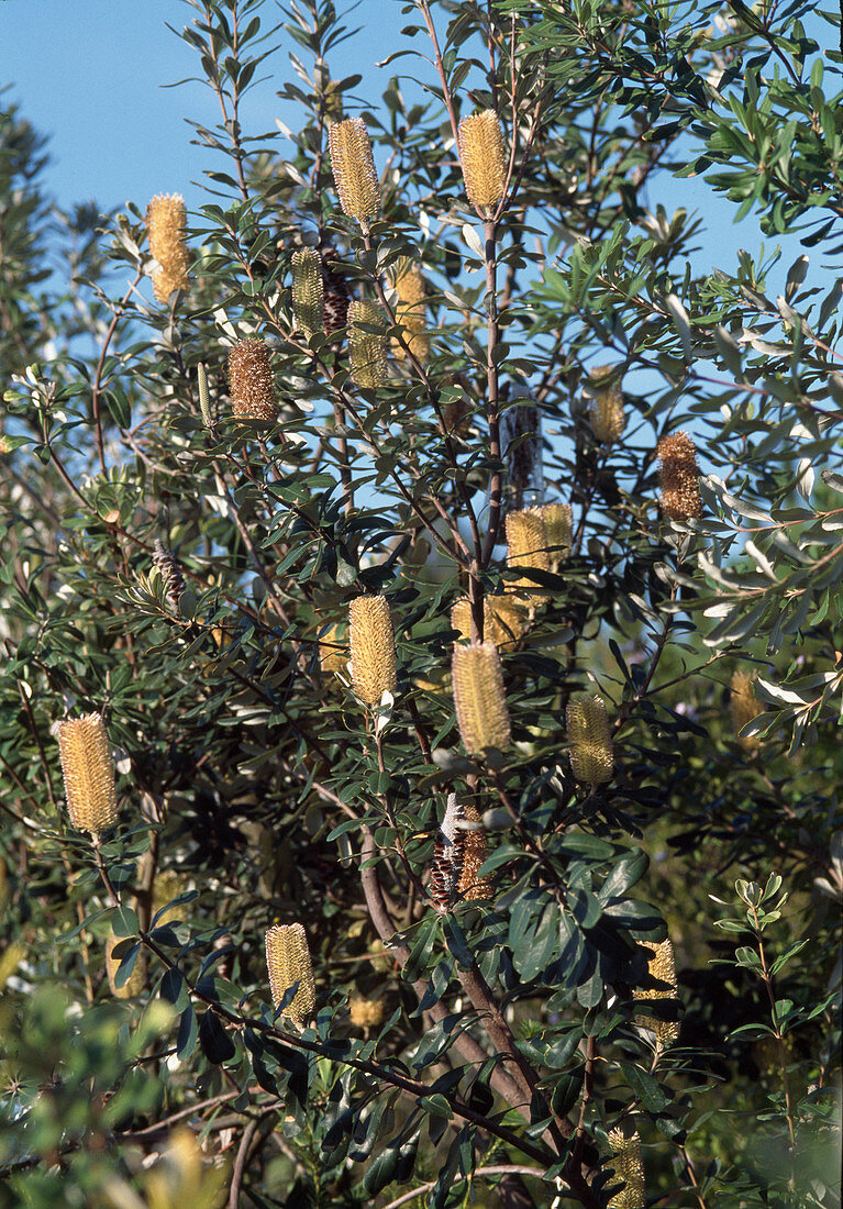 Banksia integrifolia (Küsten-Banksie)