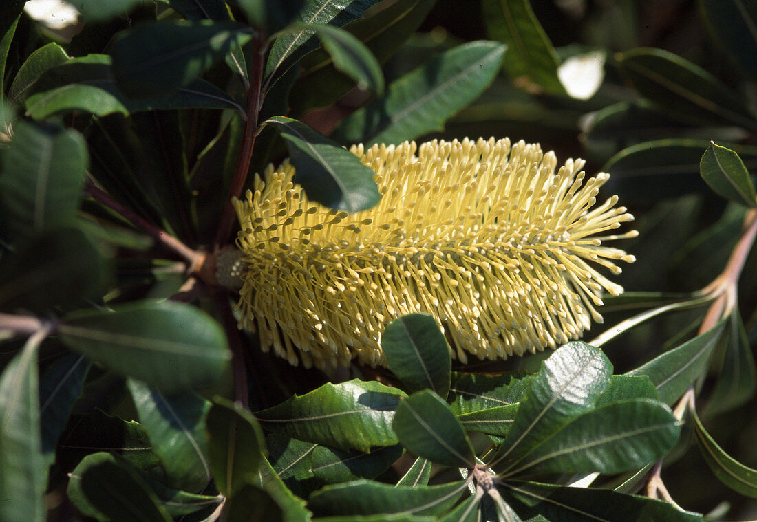 Banksia integrifolia (Coastal Banksia)