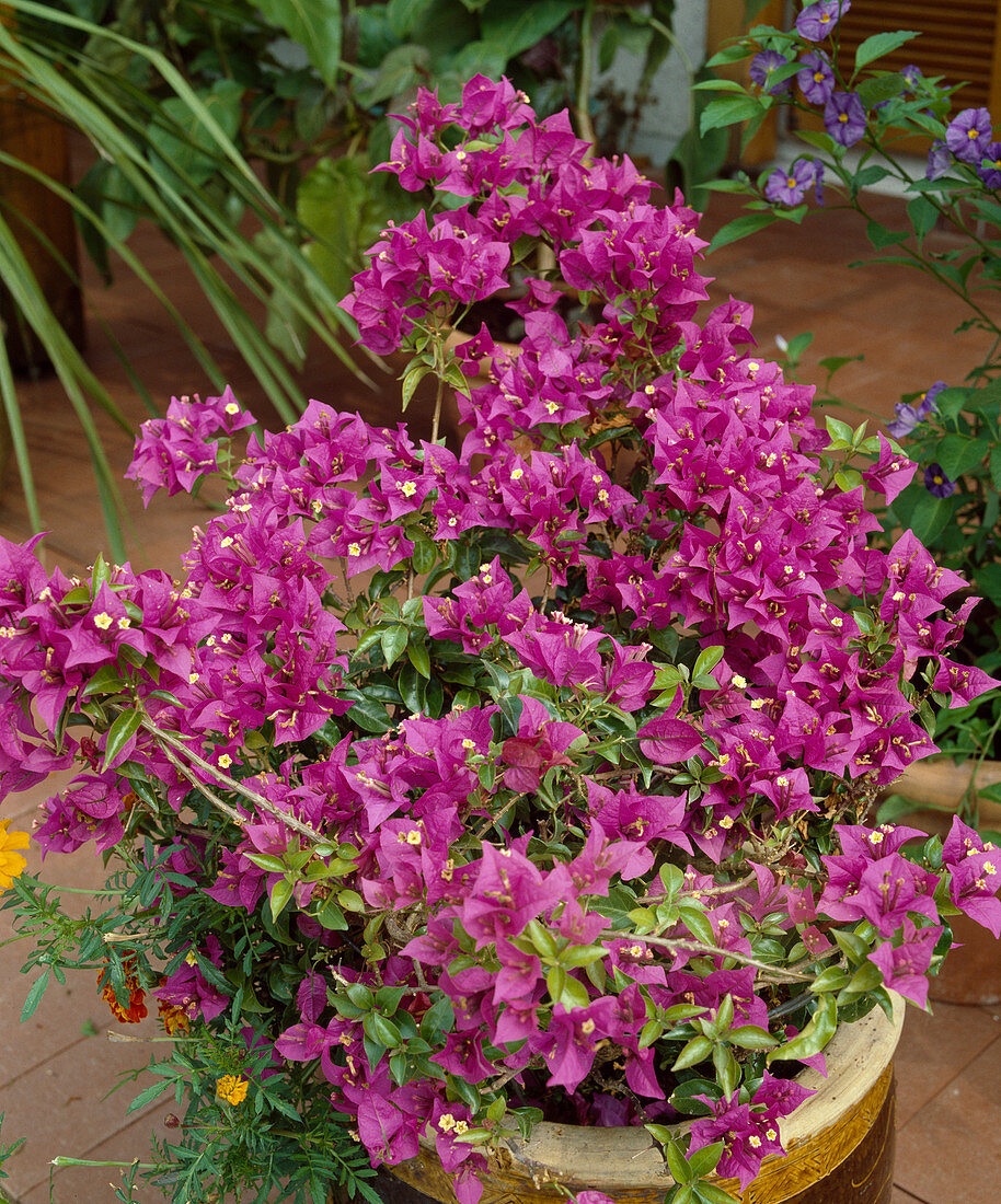 Bougainvillea glabra