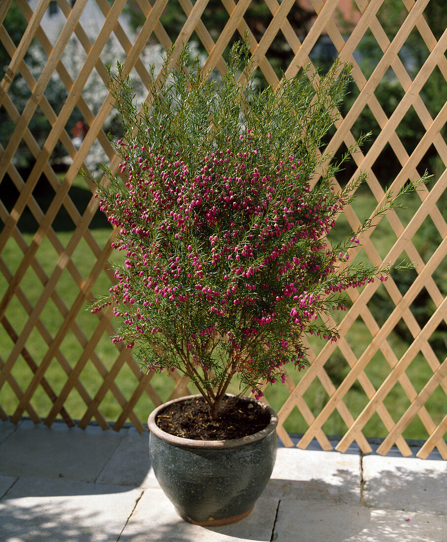 Boronia heterophylla, Duftglöckchen