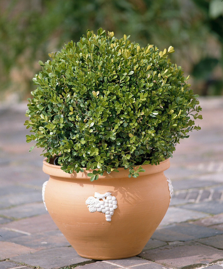 Buxus sempervivens