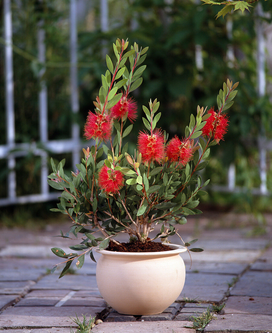 Callistemon citrinus