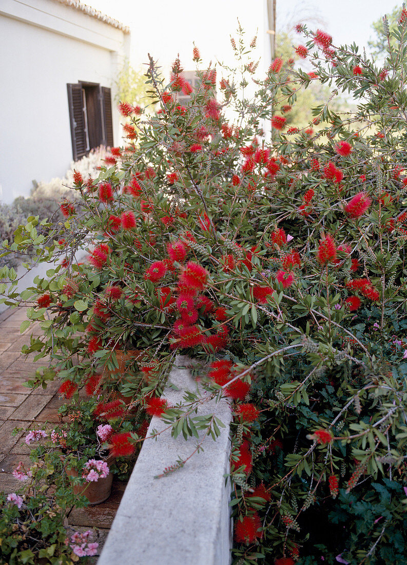 Callistemon citrinus