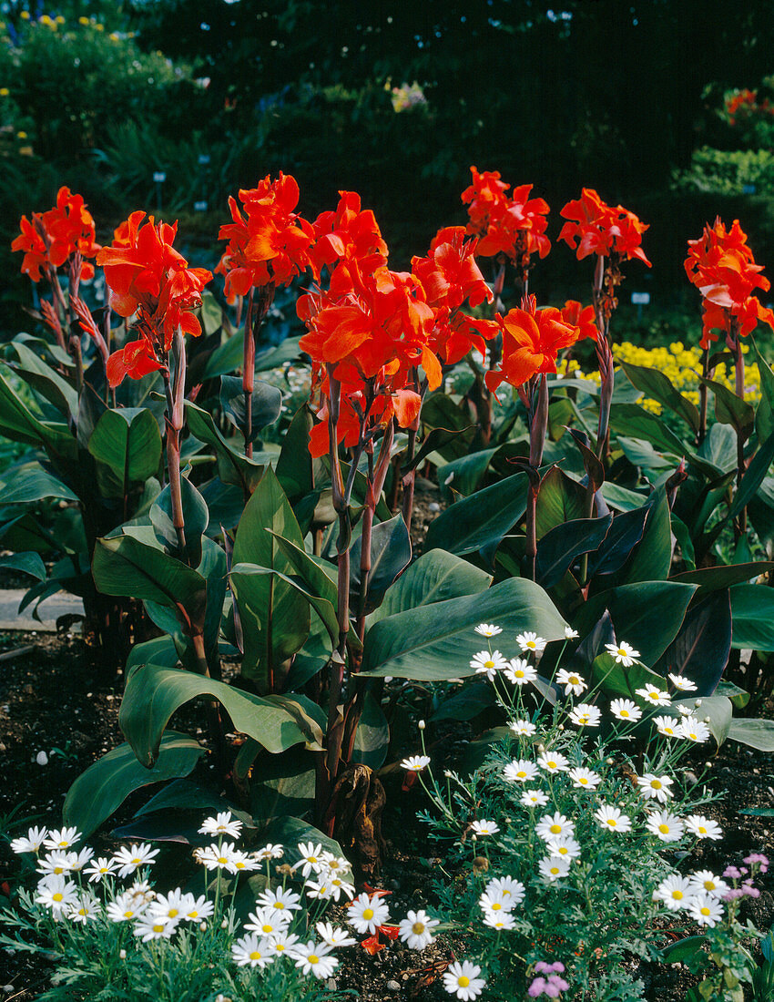 Canna Indica hybr. 'Speedwell'