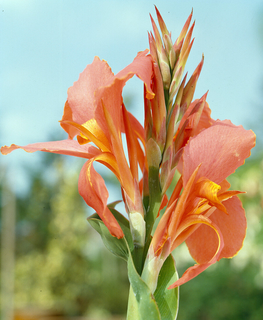 Canna indica