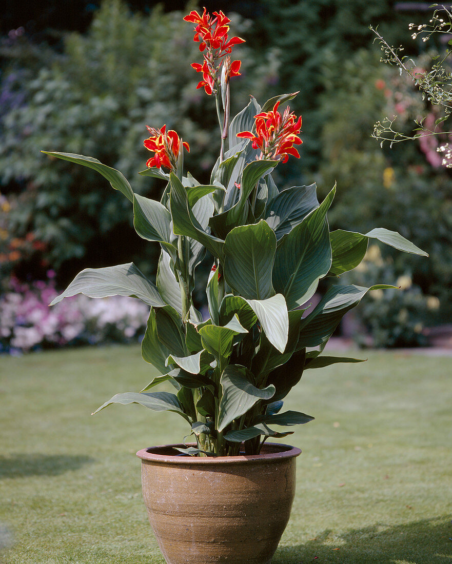 Canna indica rot, gelb