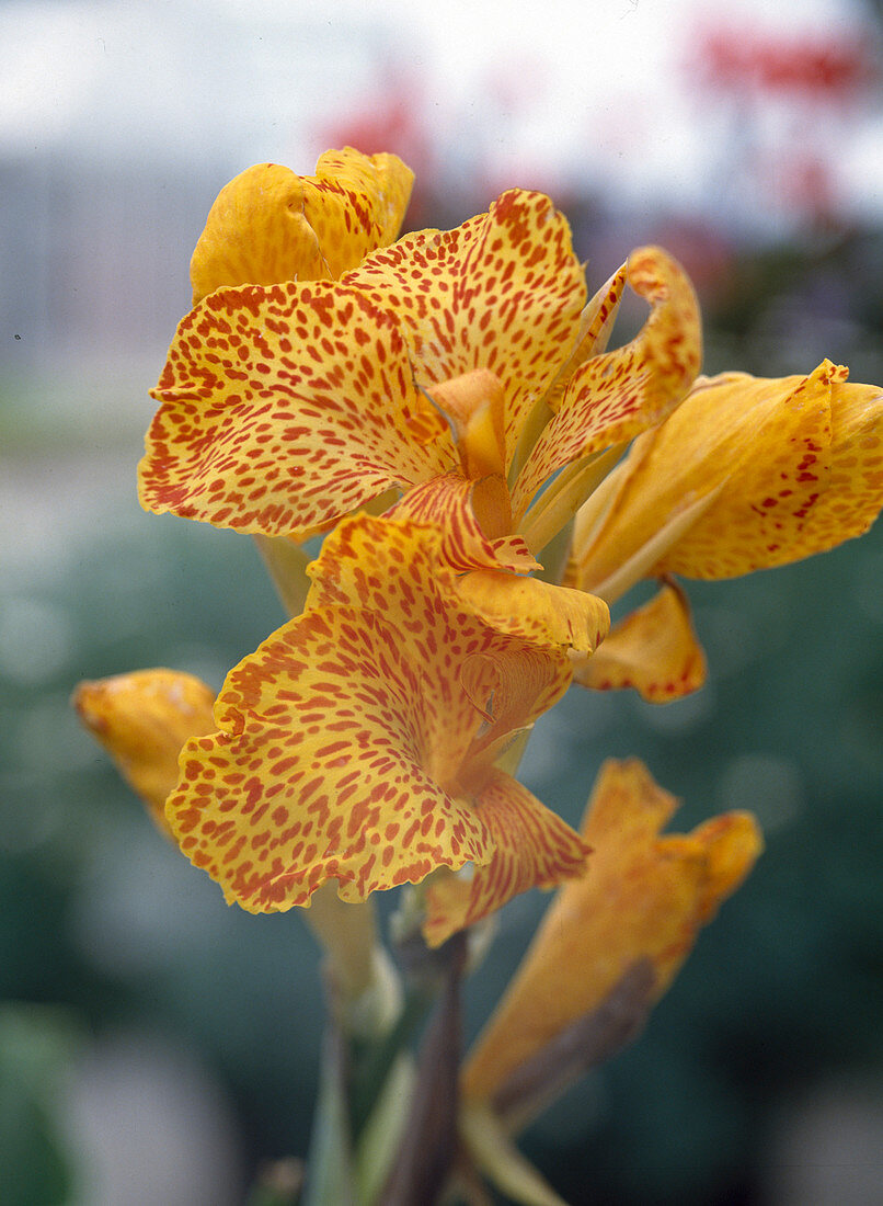 Canna indica 'EU Avant'