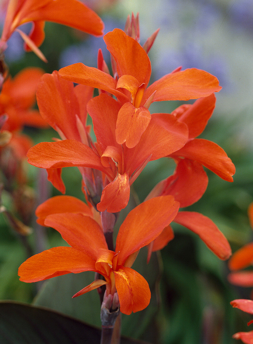 Canna indica 'Verdi'