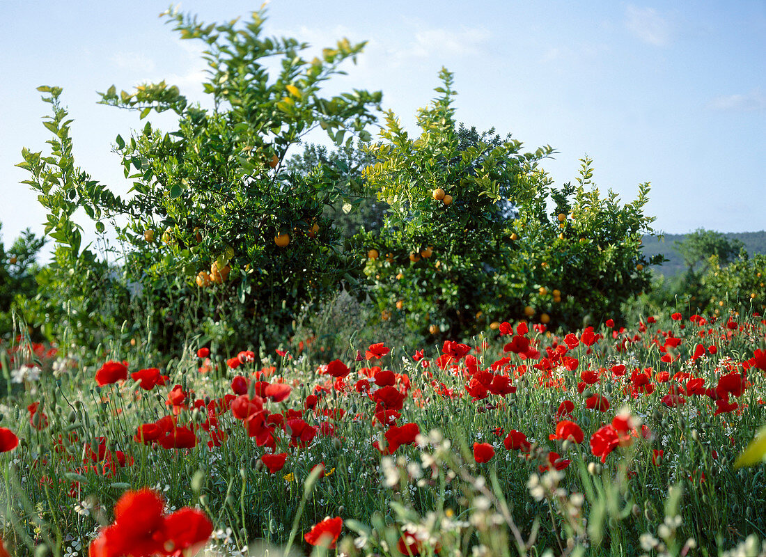Orange grove with poppy field