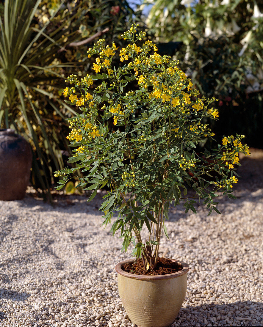 Cassia corymbosa