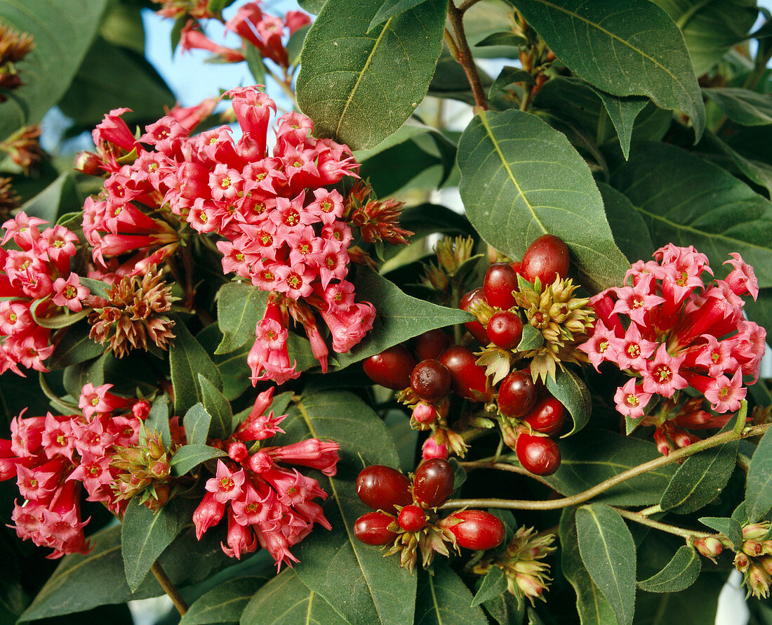 Cestrum elegans