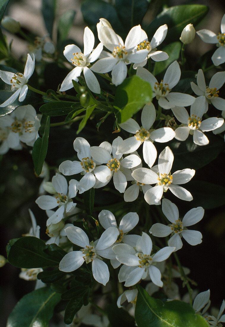 Choisya ternata