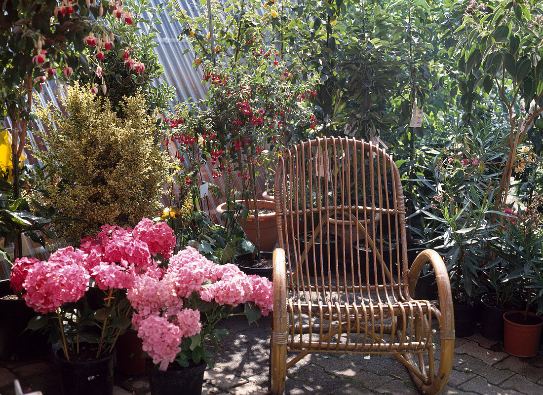 Schaukelstuhl mit Hydrangea Macrophylla