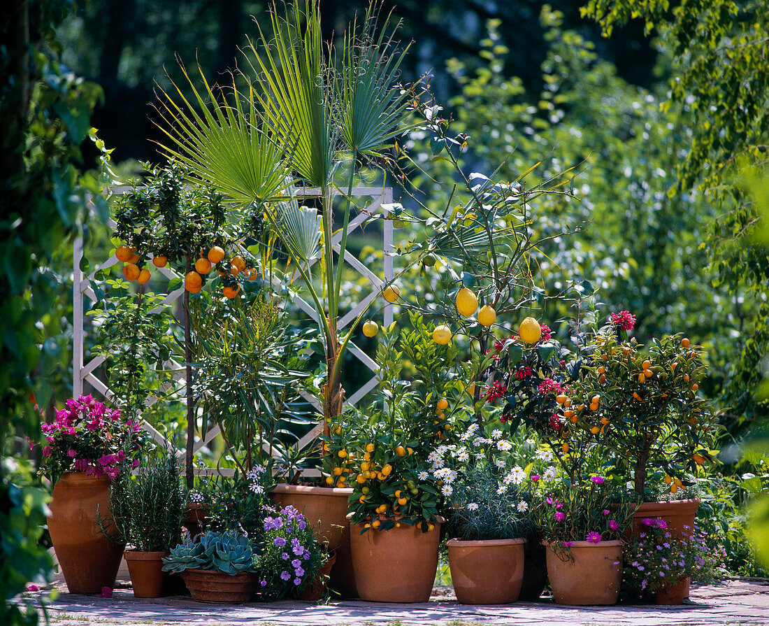 Bougainvillea, Rosmarin, Citrus aurantium Var.myrtifolia