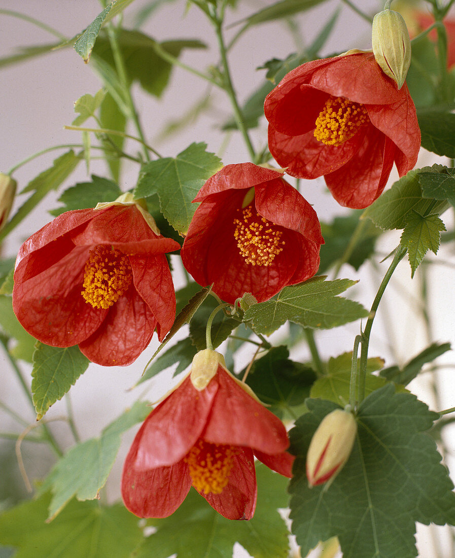 Abutilon-Hybride 'Feuerglocke'