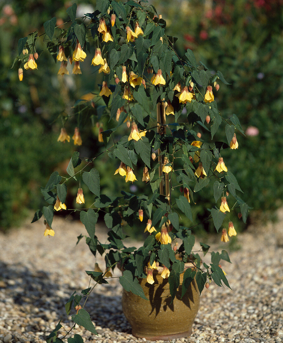 Abutilon hybrid