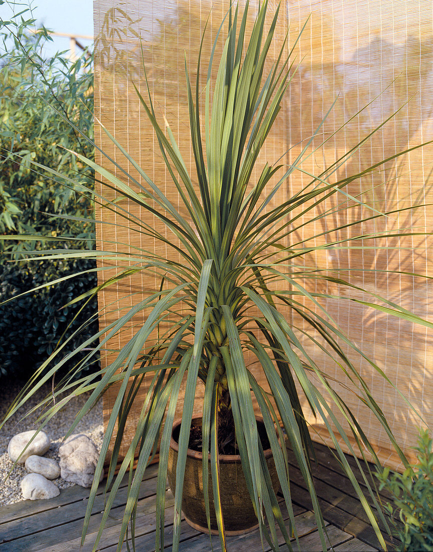 Cordyline australis 'Atropurpurea'