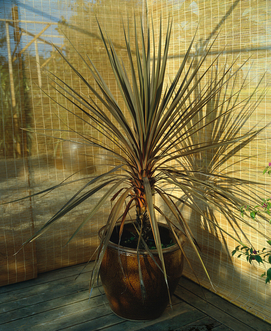 Cordyline australis 'Atropurpurea' (Keulenlilie)