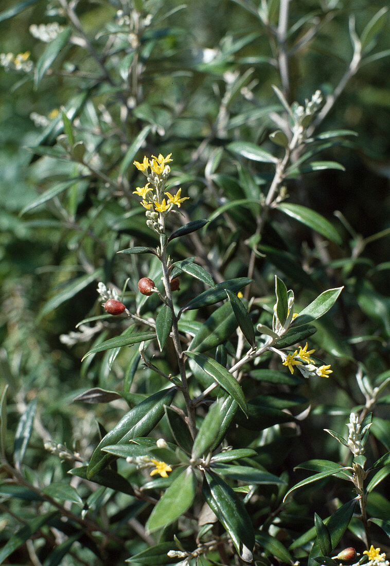 Corokia buddleioides zig-zag shrub flowering