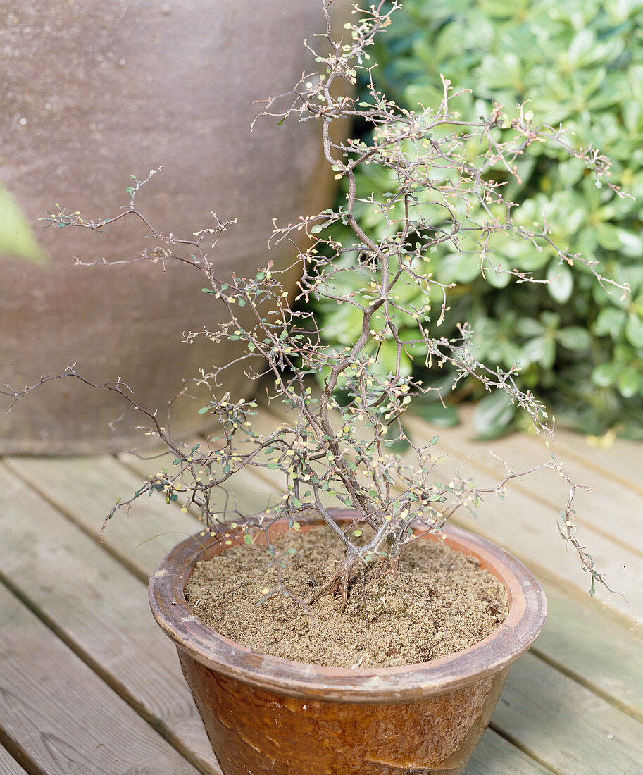 Corokia cotoneaster