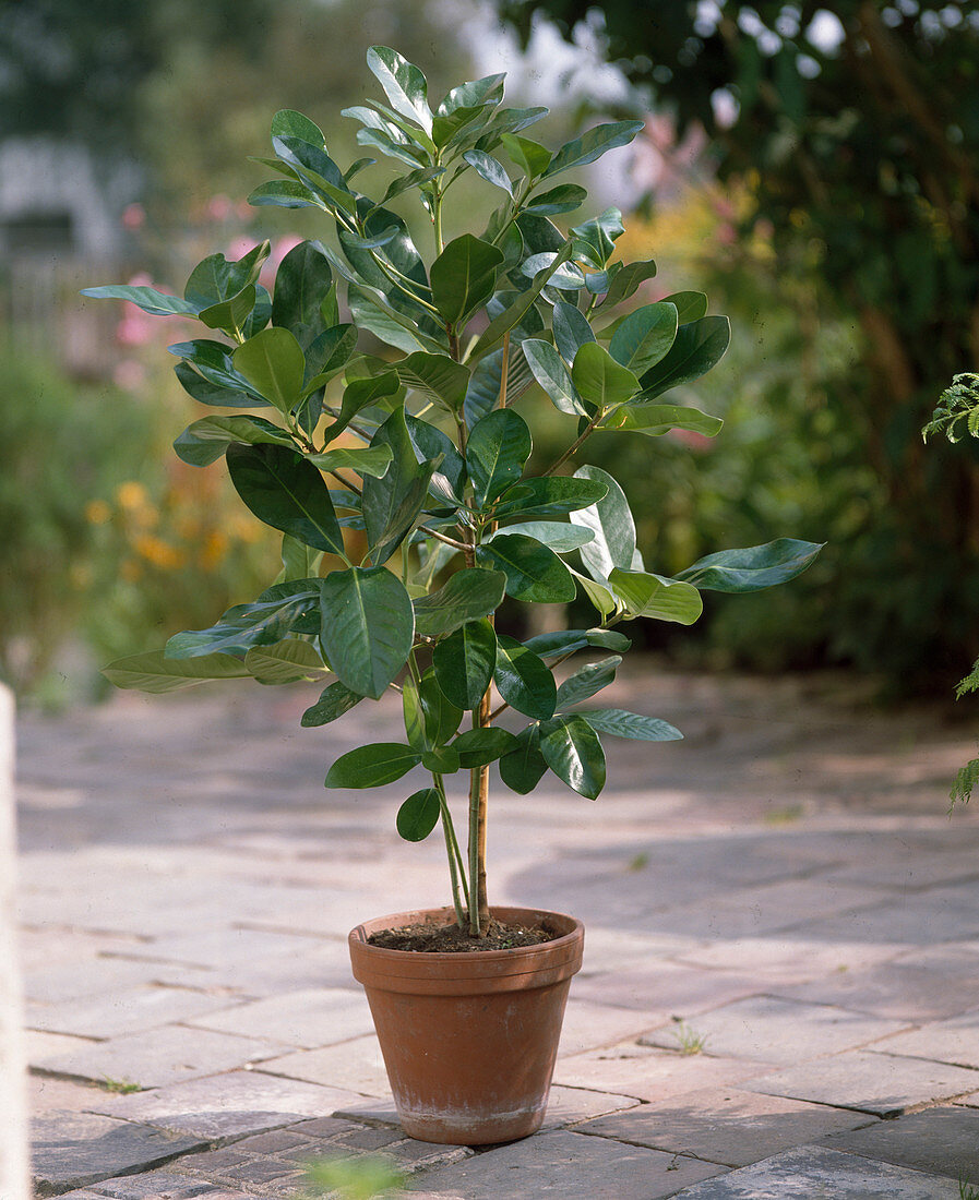 Corynocarpus leavigatus