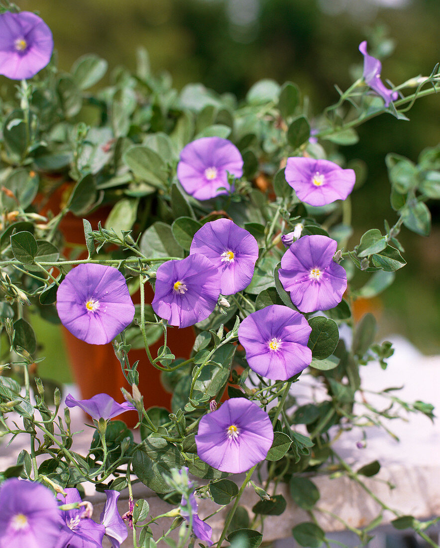 Convolvulus sabatius 'Blue Mauritius'