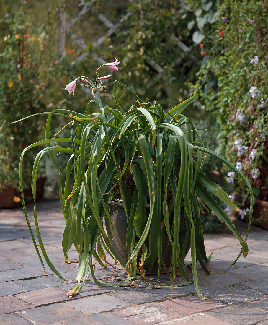 Crinum X powellii