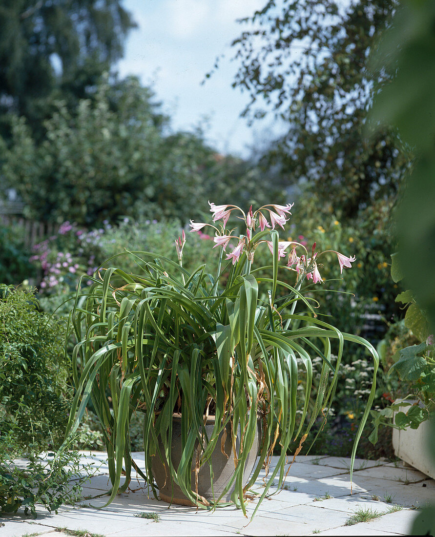 Crinum X powellii