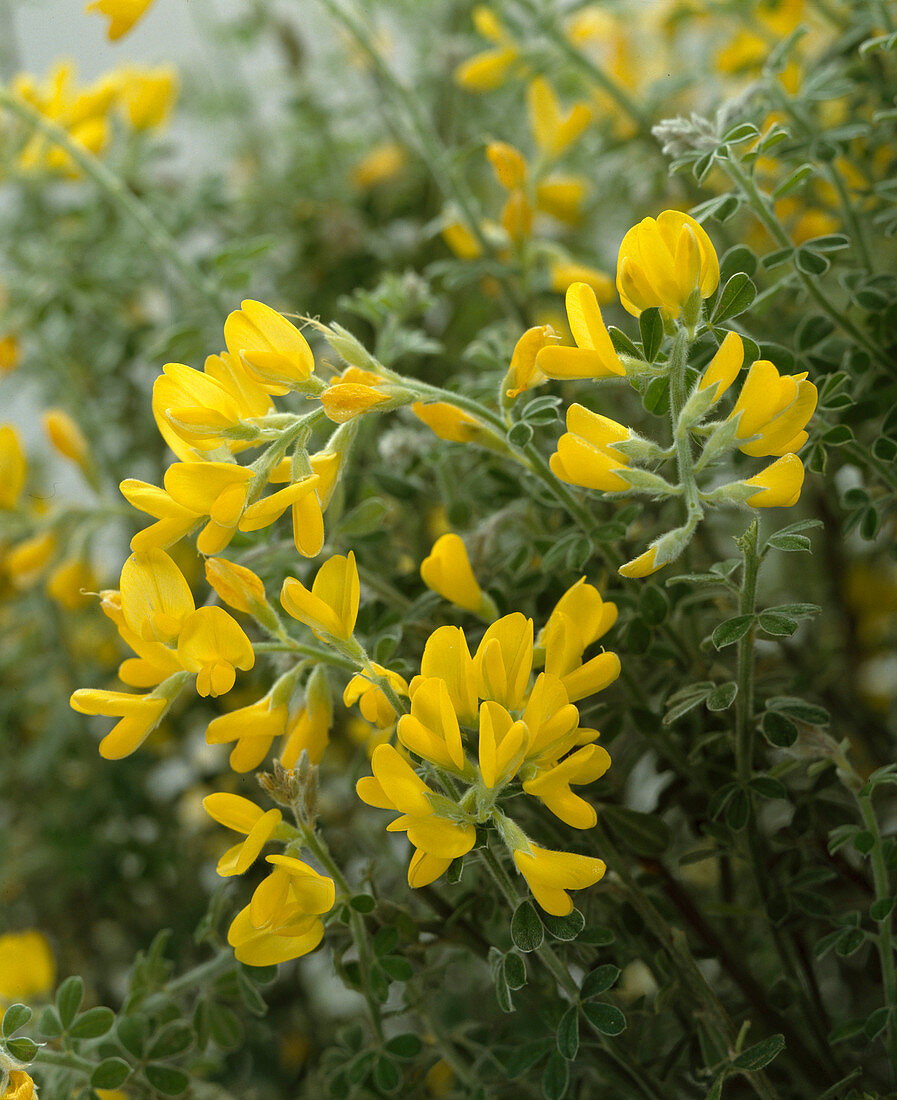 Cytisus x Racemosus