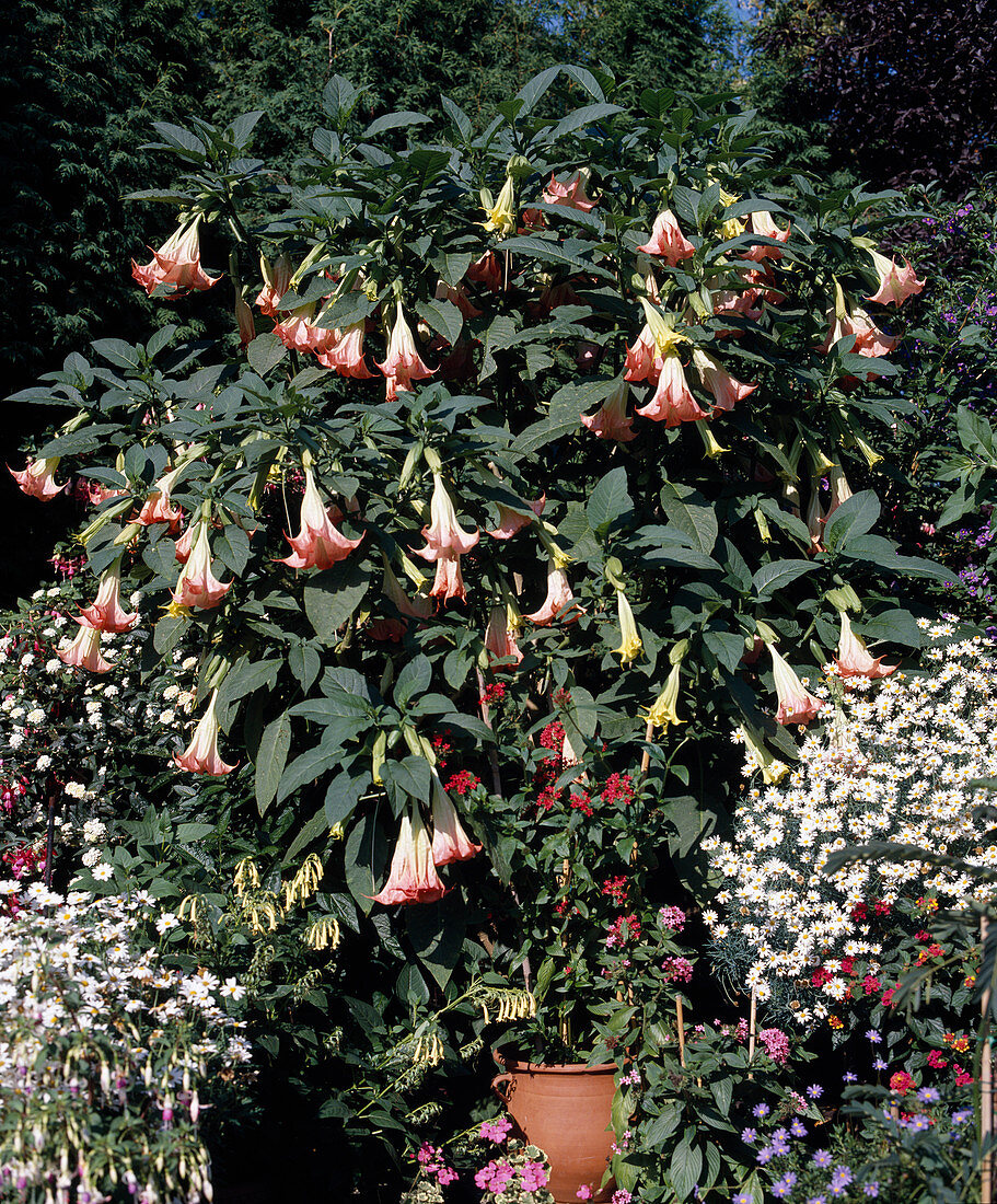 Datura X insignis