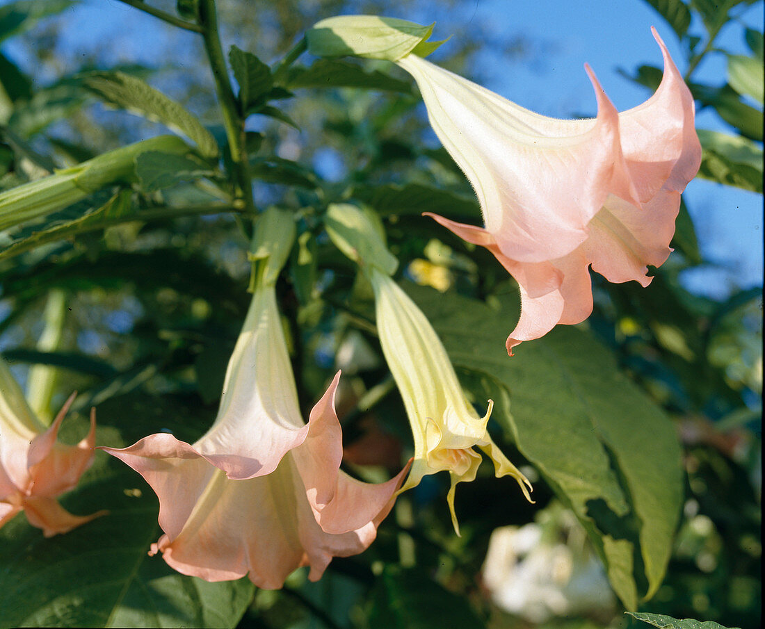 Datura x Insignis