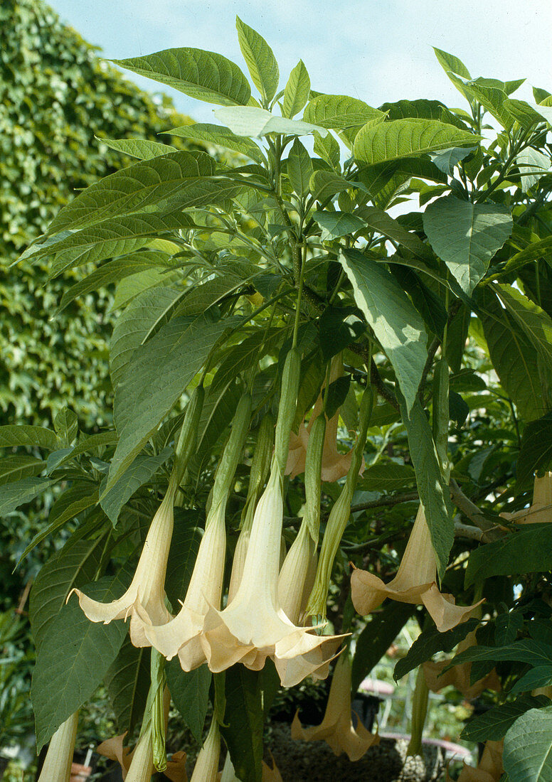 Datura suaveolens (Engelstrompete)