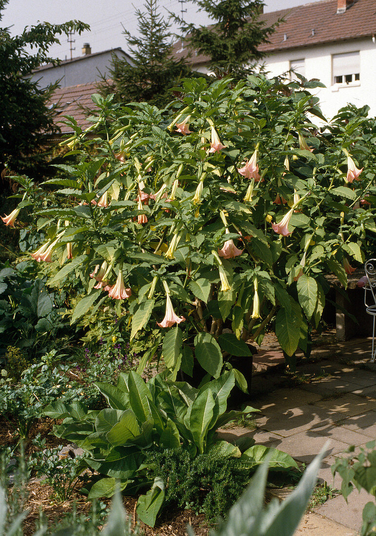 Datura suaveolens