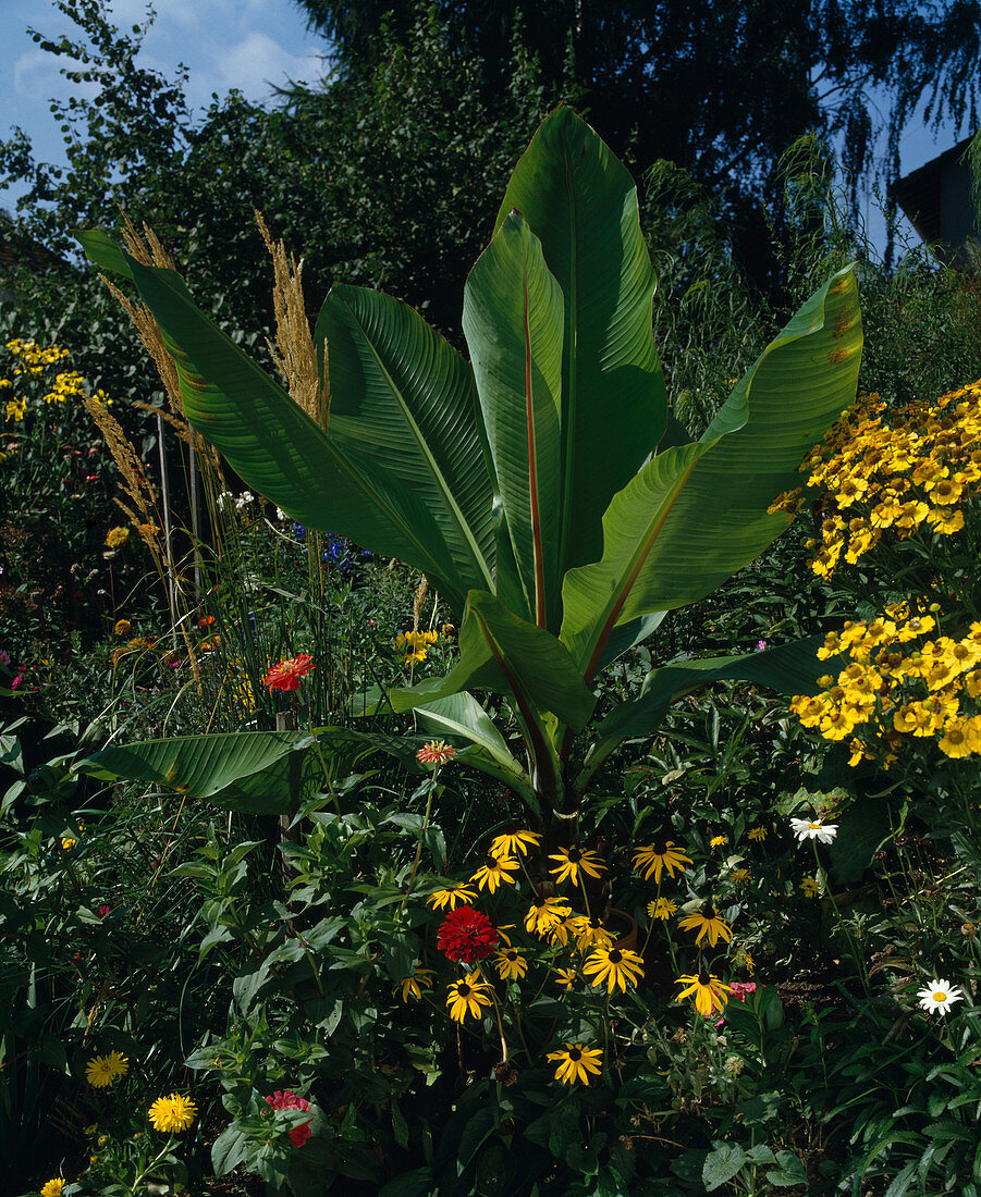 Ensete ventricosum