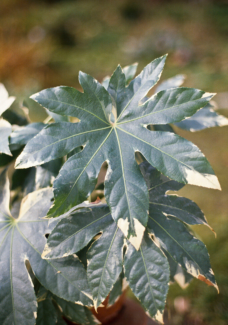Fatsia japonica