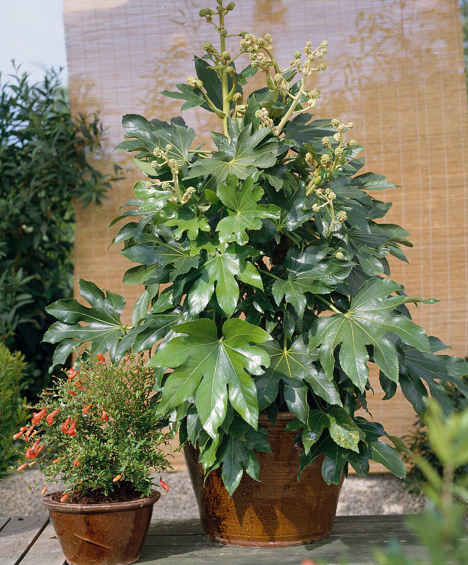 Fatsia japonica