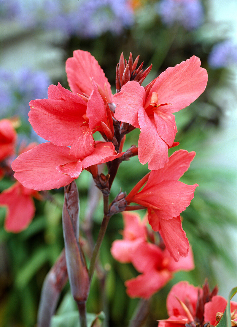 Canna Indica 'Fata Morgana'