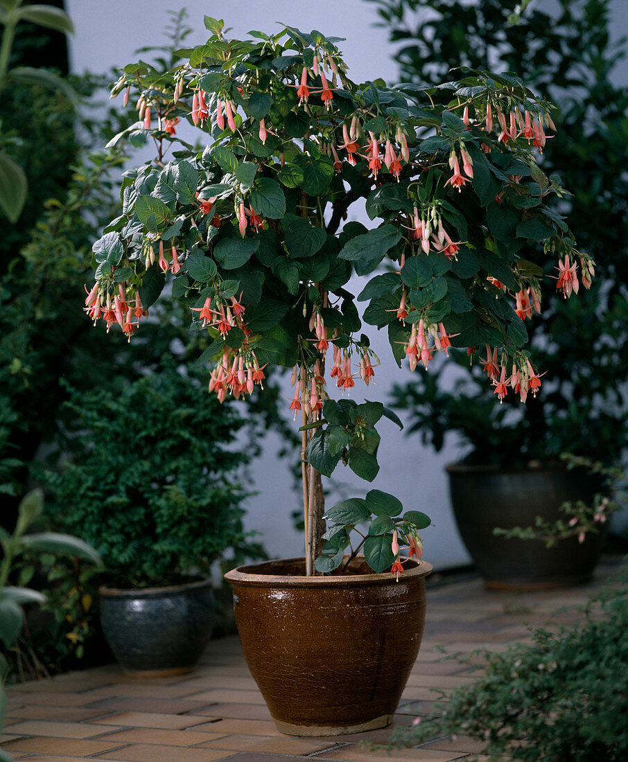 Fuchsia 'shanley'